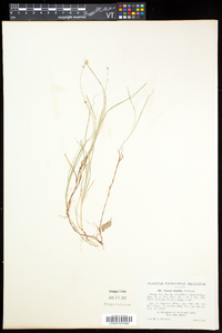 Carex disperma image