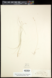 Carex disperma image