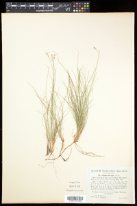 Carex eburnea image