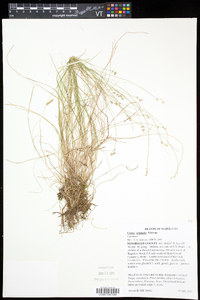 Carex echinata image