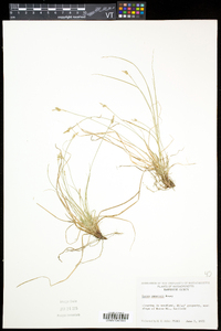 Carex albicans var. emmonsii image