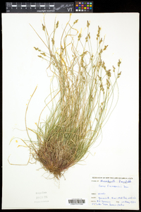 Carex albicans var. emmonsii image