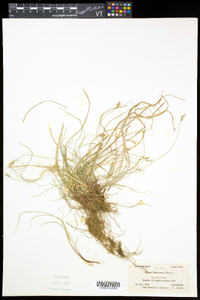 Carex albicans var. emmonsii image