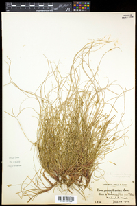 Carex albicans var. emmonsii image