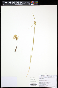 Carex flava image