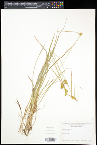 Carex flava image