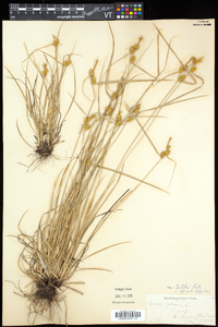 Carex flava image