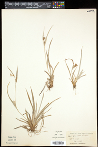 Carex glaucodea image