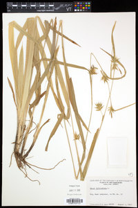 Carex folliculata image