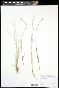 Carex foenea image