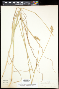 Carex foenea image