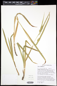 Carex folliculata image