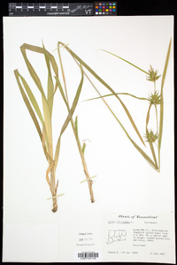 Carex folliculata image