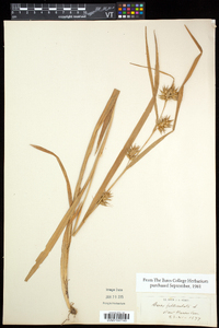 Carex folliculata image