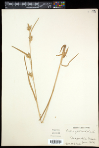 Carex folliculata image