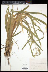 Carex folliculata image