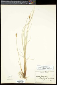 Carex nigra image