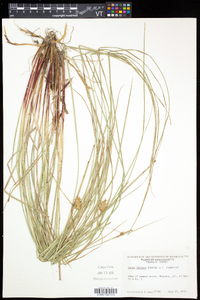 Carex bullata image