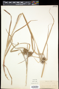 Carex grayi image