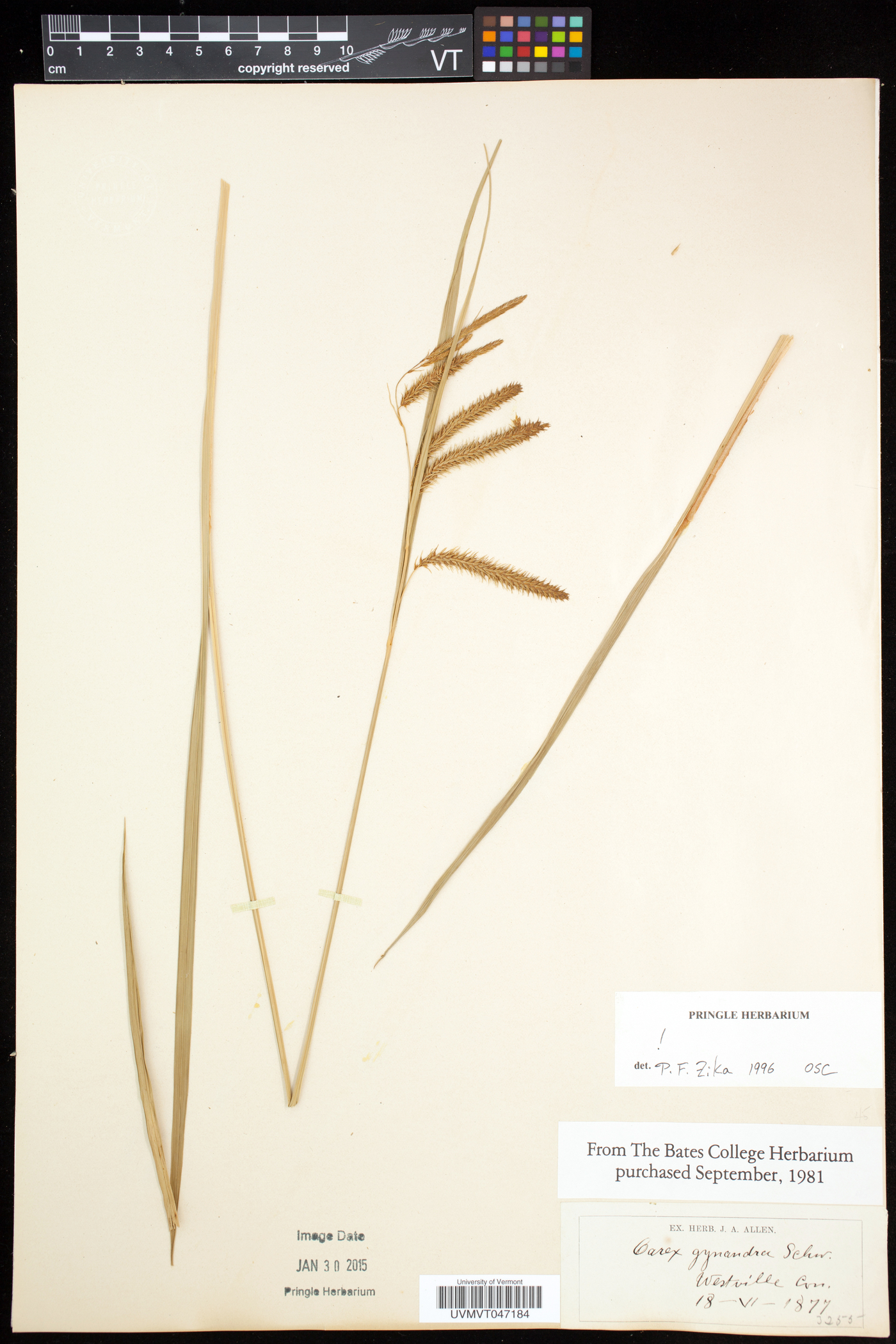 Carex gynandra image