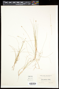 Carex gynocrates image