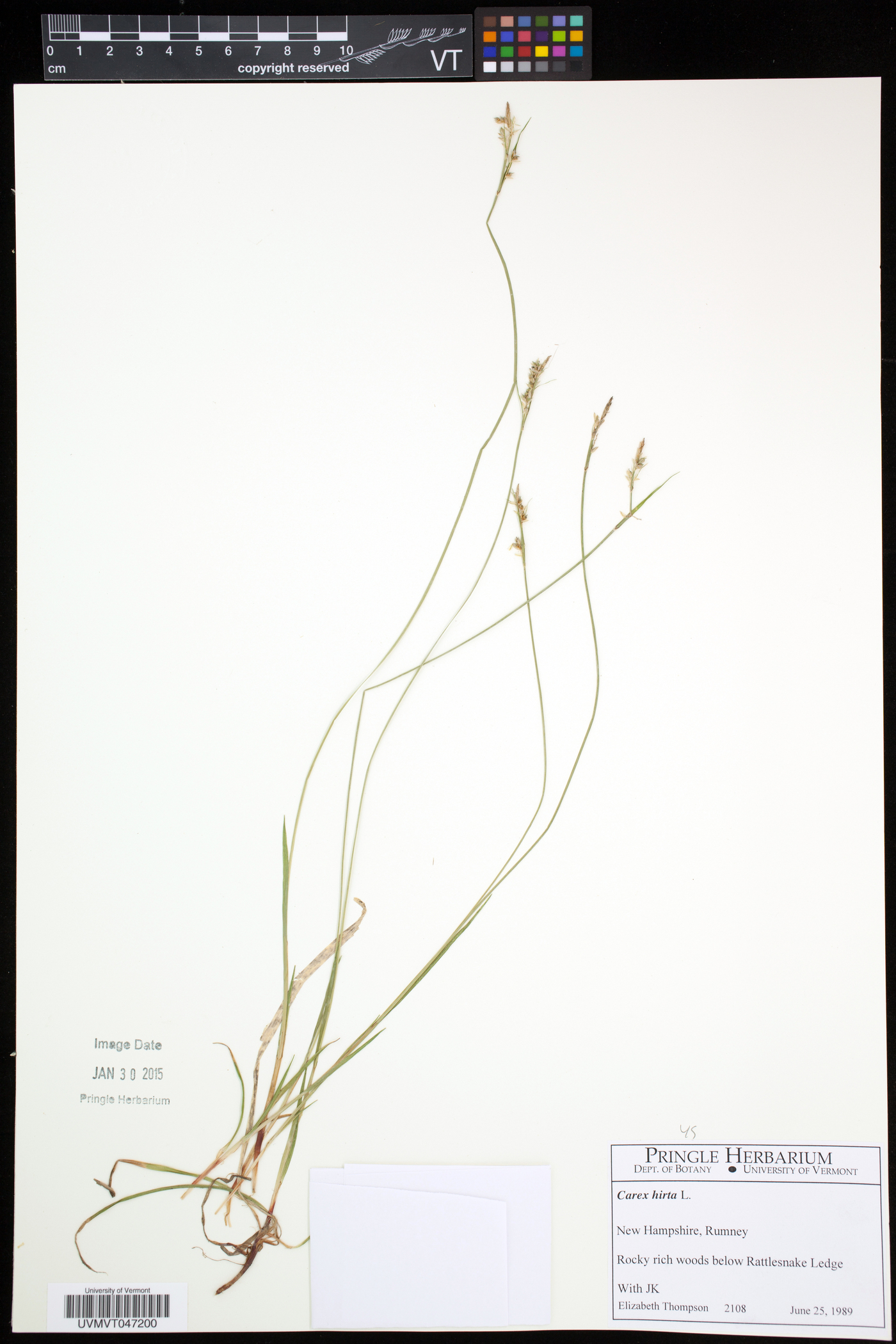 Carex hirta image