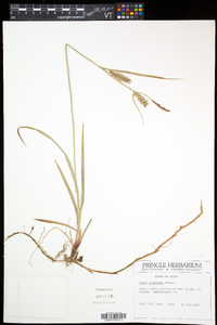 Carex houghtoniana image