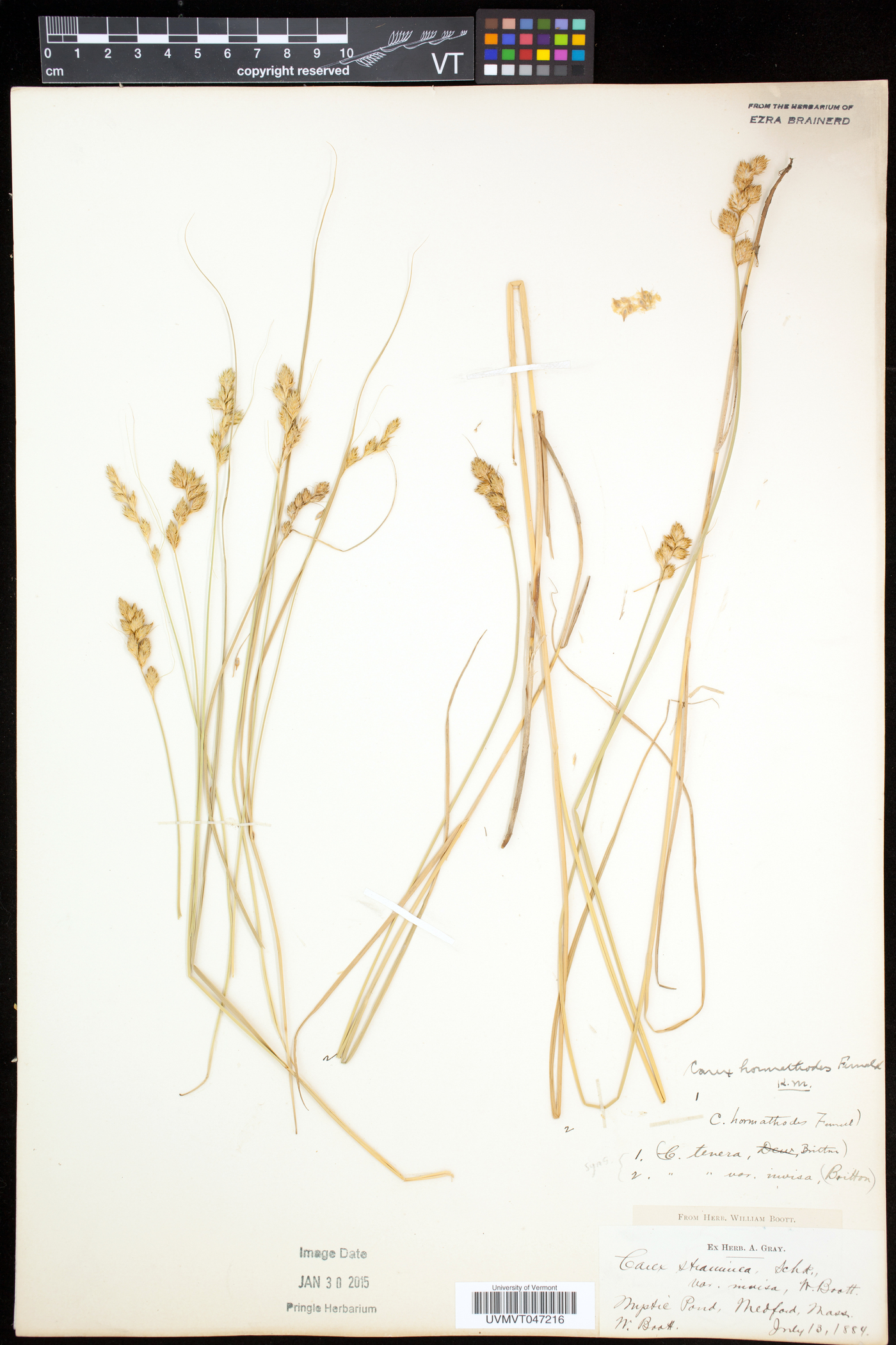 Carex hormathodes image