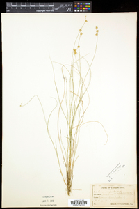 Carex atlantica var. capillacea image