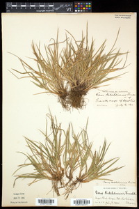 Carex conoidea image