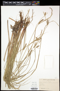 Carex lasiocarpa subsp. americana image