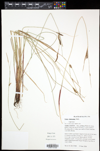 Carex lasiocarpa image