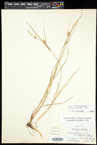 Carex lasiocarpa image