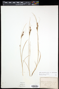 Carex lenticularis image