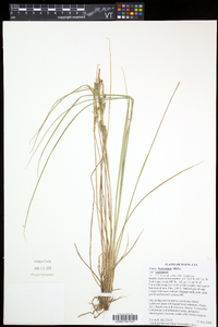 Carex lenticularis image