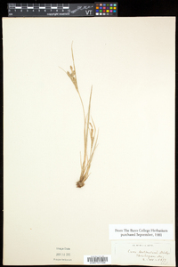 Carex lenticularis image