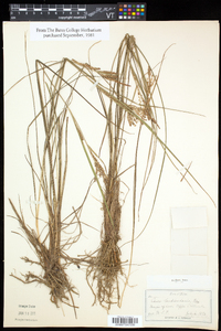 Carex lenticularis image