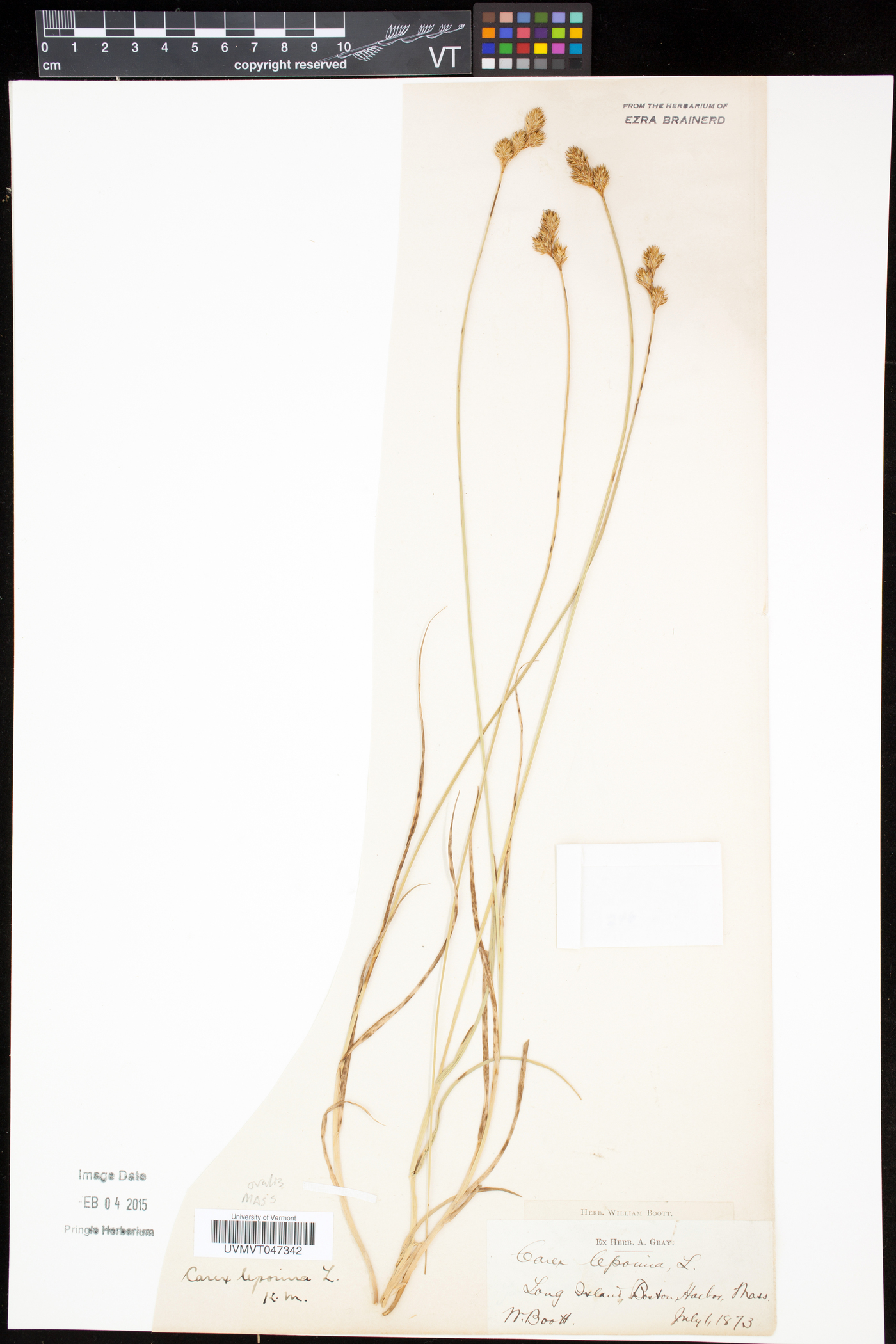 Carex ovalis image