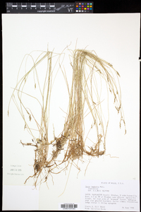 Carex leptalea subsp. leptalea image