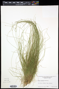 Carex leptalea subsp. leptalea image