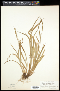 Carex leptonervia image