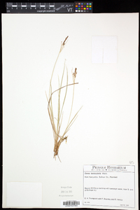 Carex lenticularis image