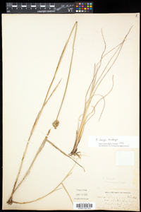 Carex longii image