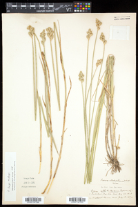 Carex longii image