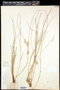 Carex longii image