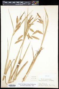 Carex paleacea image