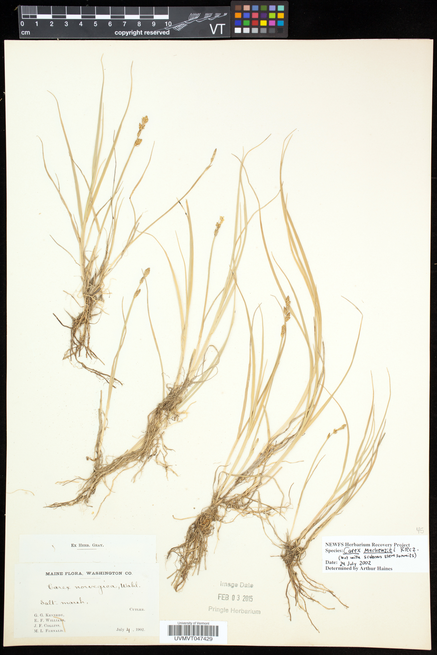 Carex mackenziei image