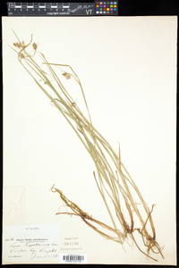 Carex magellanica image