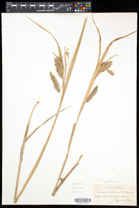 Carex paleacea image