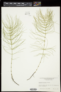 Equisetum pratense image